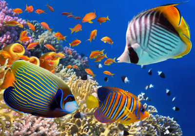 Red Sea, Egypt jigsaw puzzle in Under the Sea puzzles on ...