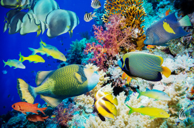 Offshore Rocky Reef jigsaw puzzle in Under the Sea puzzles on ...