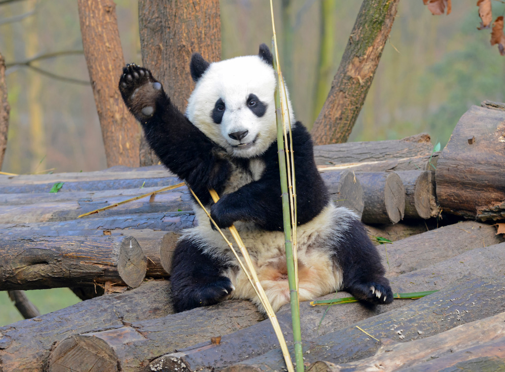 Großer Panda nahe Chengdu, China jigsaw puzzle in Tiere puzzles on TheJigsawPuzzles.com