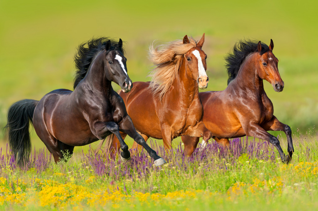 Galop de chevaux jigsaw puzzle in Animaux puzzles on TheJigsawPuzzles.com