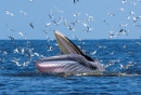 Bryde's Whale in the Gulf of Thailand