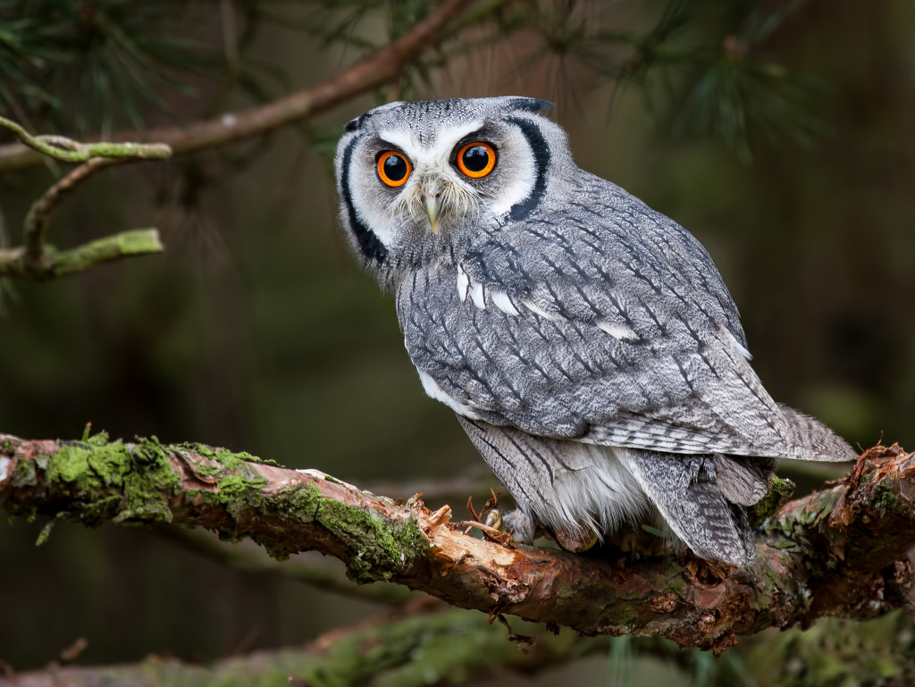 Northern White-faced Owl jigsaw puzzle in Animals puzzles on TheJigsawPuzzles.com