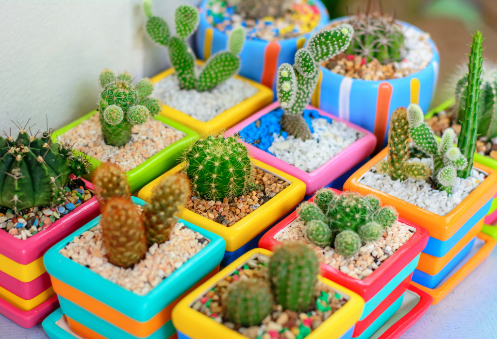Cacti In Colorful Pots jigsaw puzzle in Macro puzzles on TheJigsawPuzzles.com