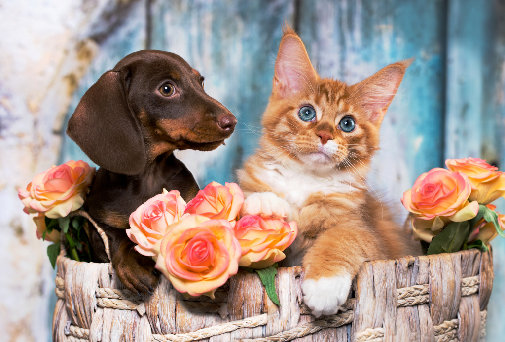 Dachshund Puppy and Red-haired Maine Coon jigsaw puzzle in Puzzle of the Day puzzles on TheJigsawPuzzles.com