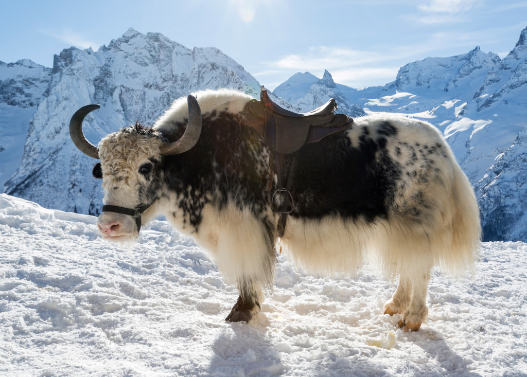 Wild Yak in the Snow jigsaw puzzle in Animals puzzles on TheJigsawPuzzles.com
