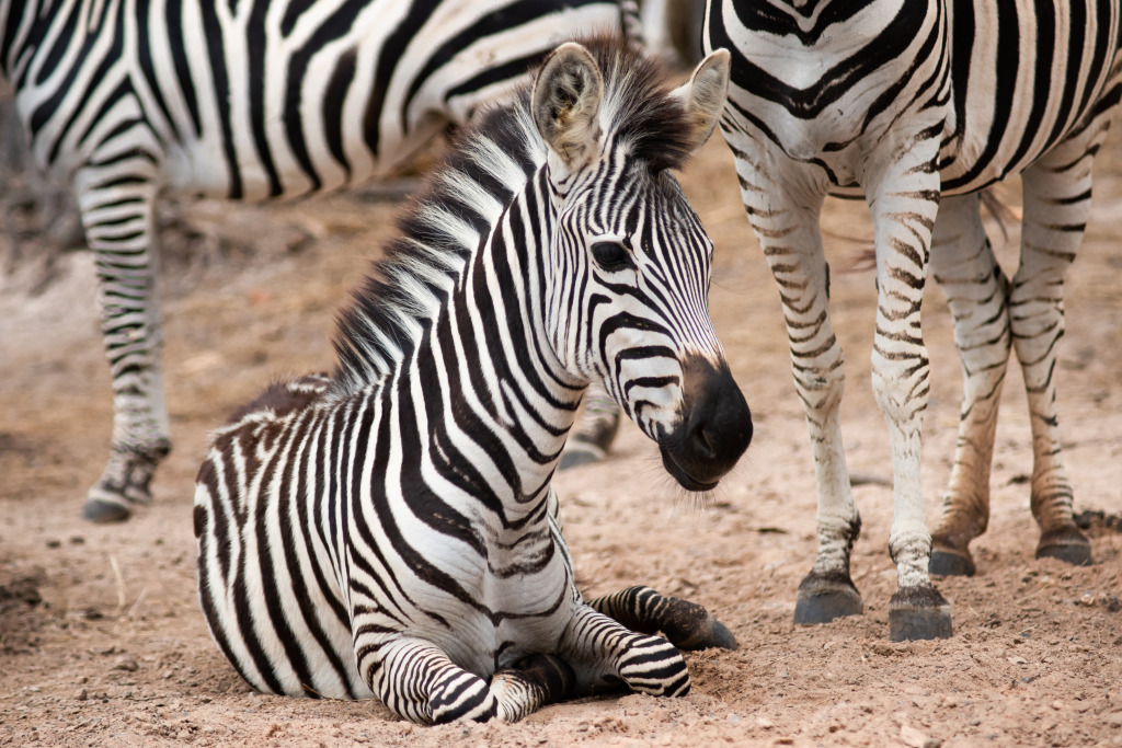 Zebra Family in Kenya jigsaw puzzle in Animals puzzles on TheJigsawPuzzles.com