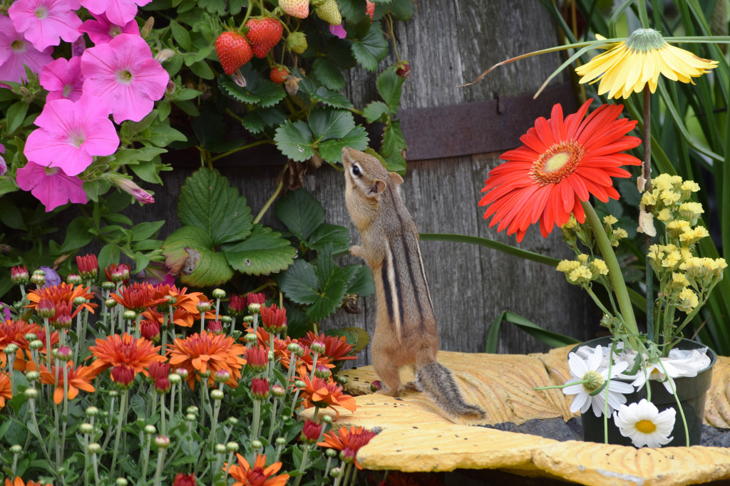 Chipmunk and Red Strawberries jigsaw puzzle in Tiere puzzles on TheJigsawPuzzles.com