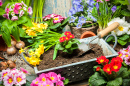 Gardening Tools and Flowers