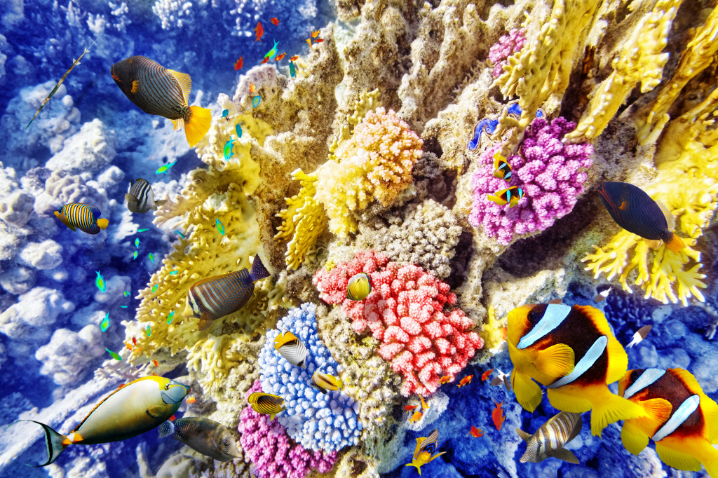 Wonderful Underwater World jigsaw puzzle in Sous les mers puzzles on TheJigsawPuzzles.com