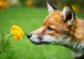 Red Fox Smelling Marigold Flower