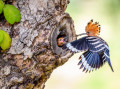 Common Hoopoe Feeding a Chick