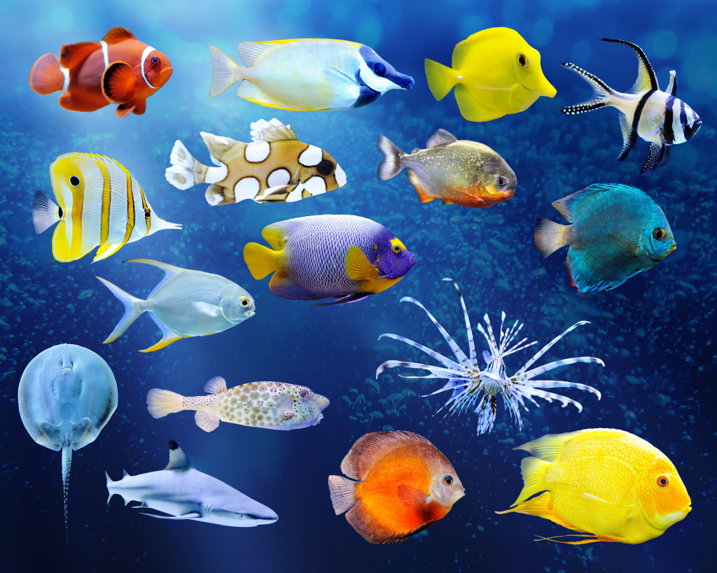 Tropical Fish jigsaw puzzle in Under the Sea puzzles on ...