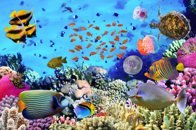 Coral Reef with Fishes and Sea Turtle jigsaw puzzle in Under the Sea ...