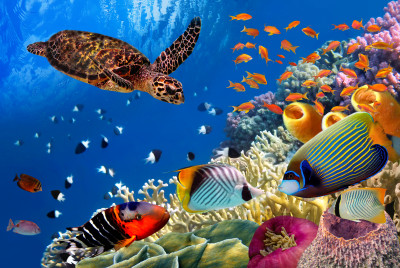 Red Sea, Egypt jigsaw puzzle in Under the Sea puzzles on ...