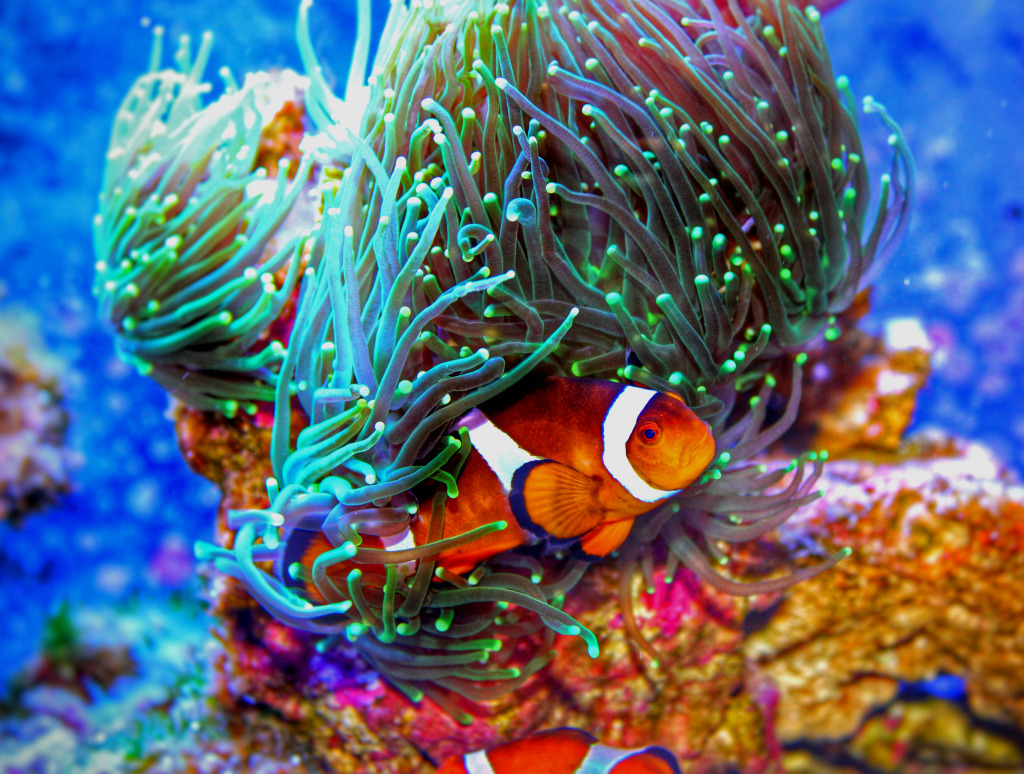 Saltwater Reef Aquarium jigsaw puzzle in Under the Sea puzzles on TheJigsawPuzzles.com