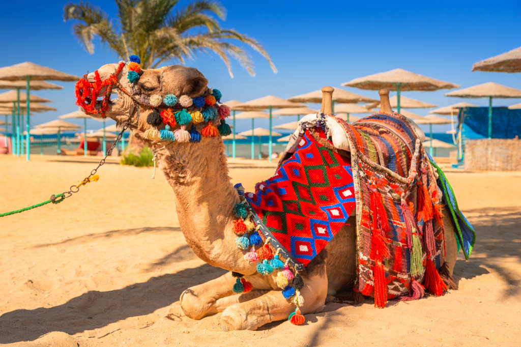 Camelo de Hurghada, Egito jigsaw puzzle in Animais puzzles on TheJigsawPuzzles.com