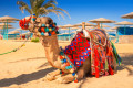 Camel of Hurghada, Egypt
