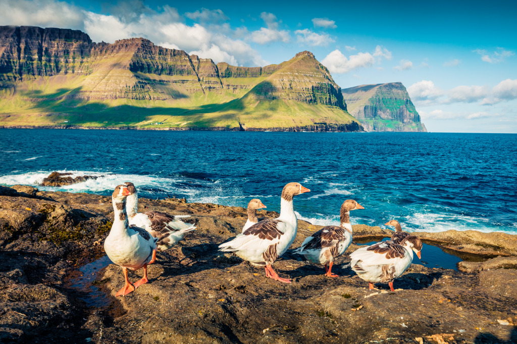 Wild Geese, Faroe Islands, Denmark jigsaw puzzle in Animals puzzles on TheJigsawPuzzles.com
