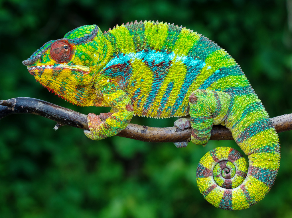 Chameleon in Madagascar jigsaw puzzle in Animals puzzles on TheJigsawPuzzles.com