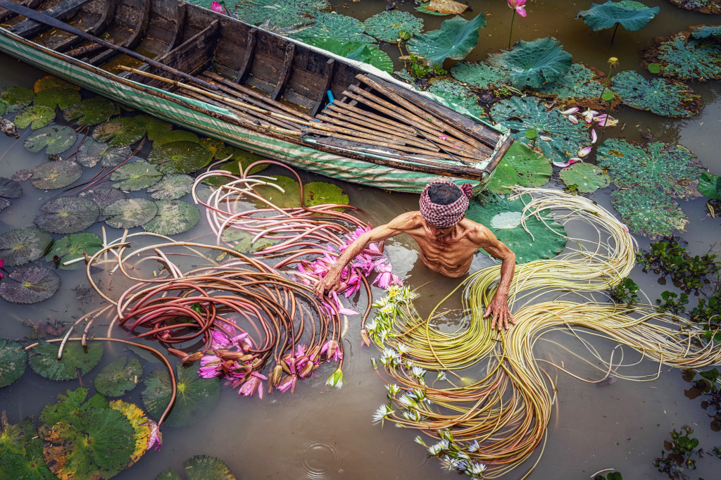 Vietnamese Man Picking Pink Lotus jigsaw puzzle in People puzzles on TheJigsawPuzzles.com
