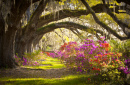 Oak Trees and Azalea, Charleston SC