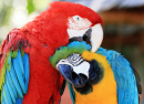 Two Colorful Macaws in Sarasota