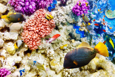 Corals and Tropical Fish jigsaw puzzle in Under the Sea puzzles on ...