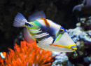 White-Banded Triggerfish