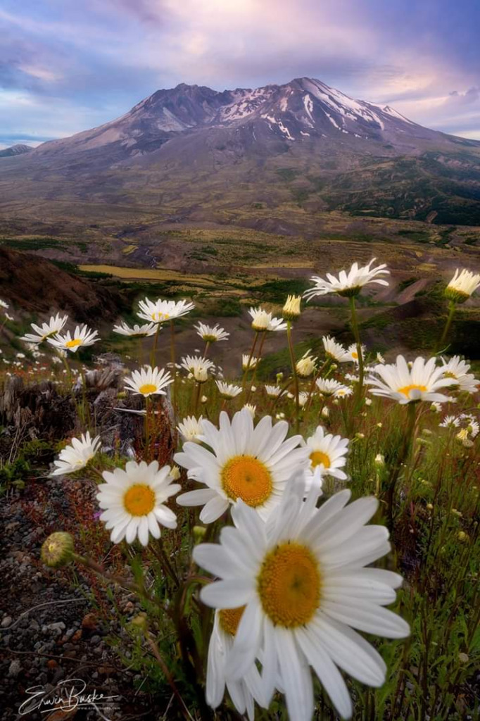 Shasta Daisies jigsaw puzzle in Carol Lewis puzzles on TheJigsawPuzzles.com