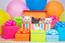 Party Kittens