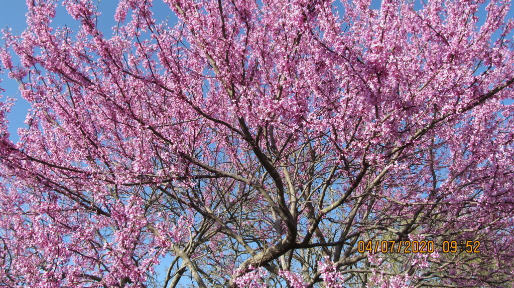 Redbud Tree 04/07/20 jigsaw puzzle in William Krupp puzzles on TheJigsawPuzzles.com