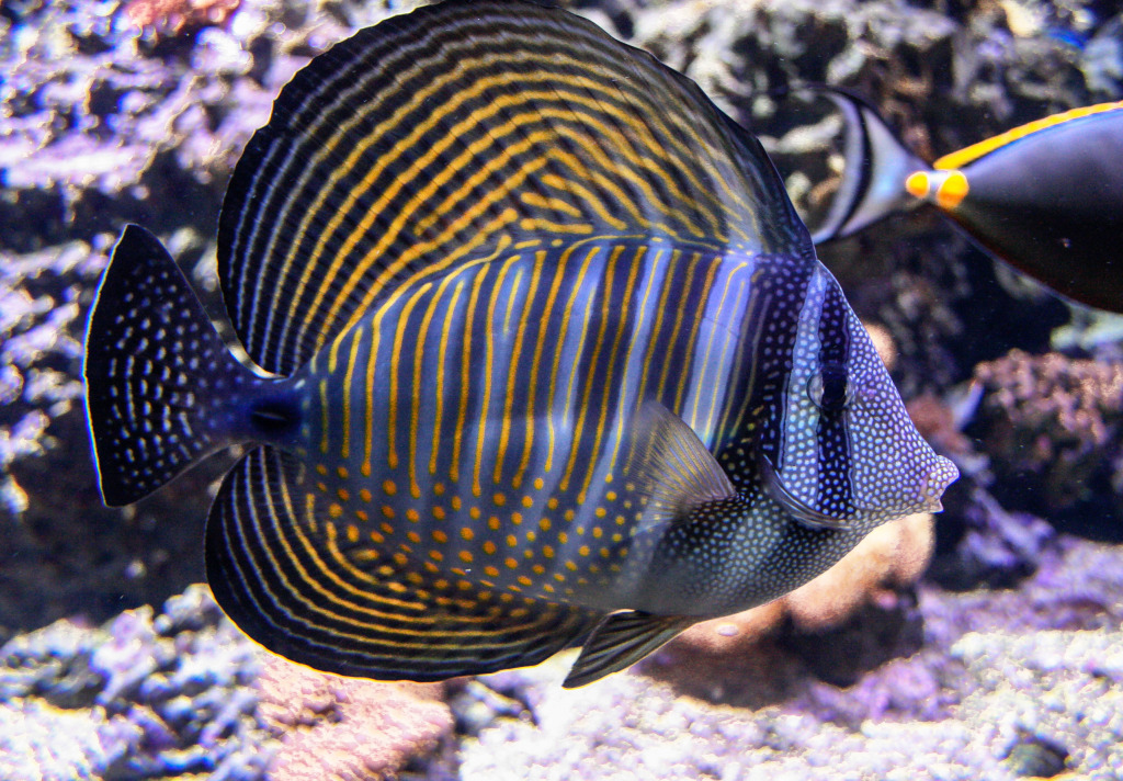 Sailfin Tang jigsaw puzzle in Sous les mers puzzles on TheJigsawPuzzles.com
