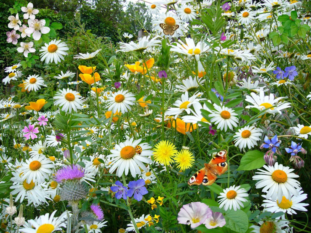 wild_flowers_wild_plants jigsaw puzzle in Lynda Baran puzzles on TheJigsawPuzzles.com
