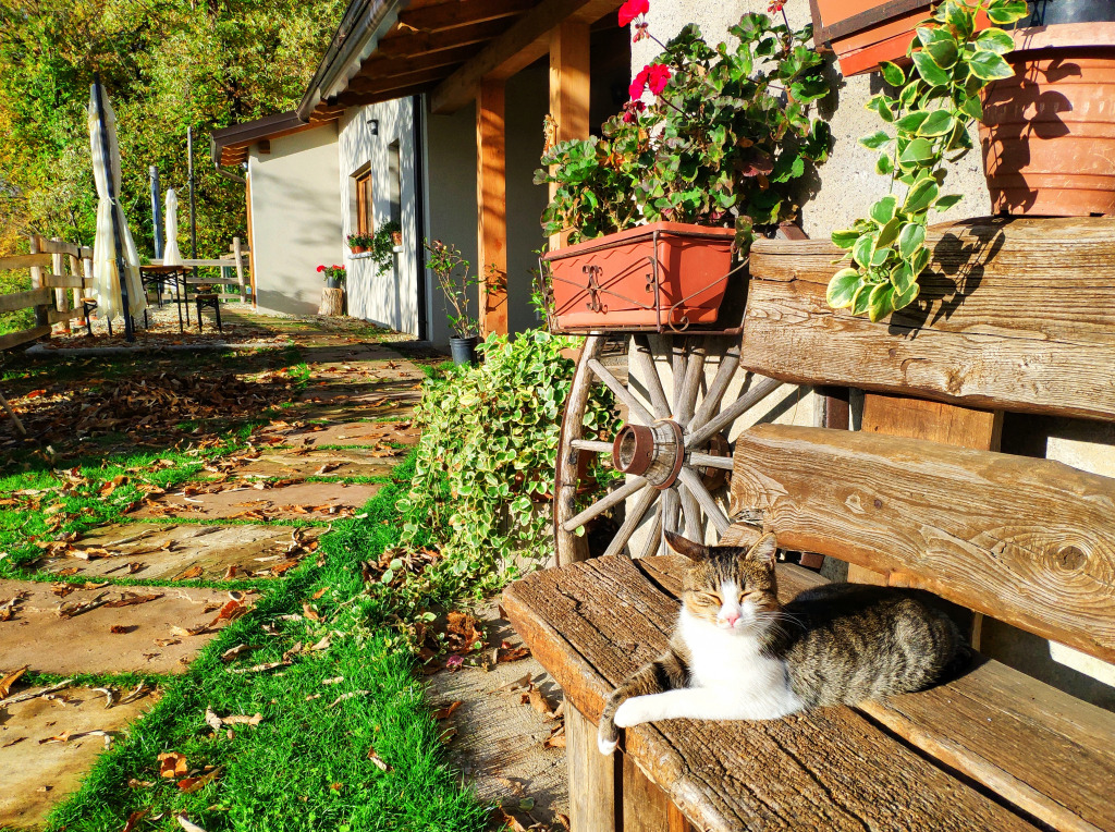 Cat Lies on a Bench jigsaw puzzle in Animals puzzles on TheJigsawPuzzles.com