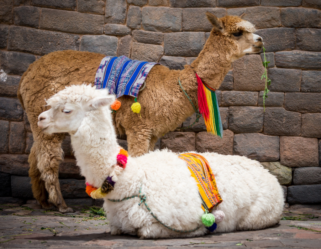 Lamas und Alpakas in Cusco, Peru jigsaw puzzle in Tiere puzzles on TheJigsawPuzzles.com