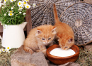 Cute Red Kittens