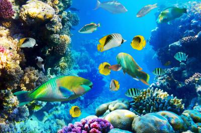Tropical Fish on a Coral Reef jigsaw puzzle in Under the Sea puzzles on ...