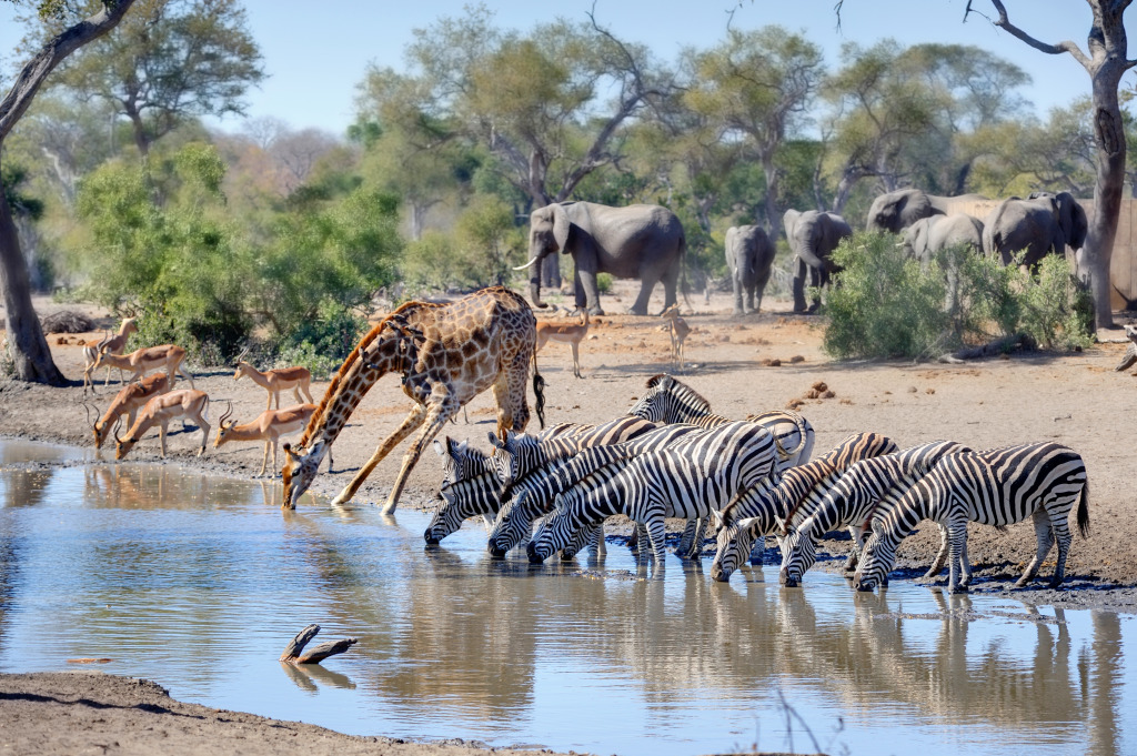 Talamati Wasserloch, Kruger-Nationalpark jigsaw puzzle in Tiere puzzles on TheJigsawPuzzles.com