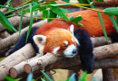 Red Panda Sleeping on a Tree