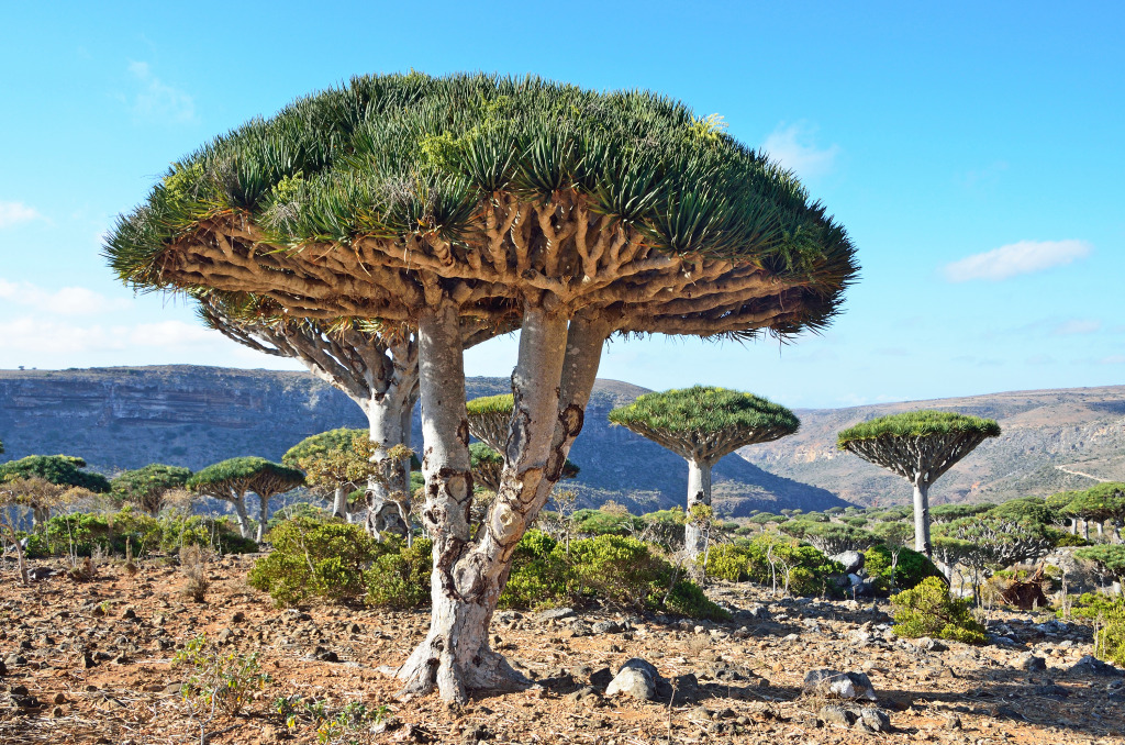 Árvores de Dragão, Ilha de Socotra, Iêmen jigsaw puzzle in Lugares Maravilhosos puzzles on TheJigsawPuzzles.com