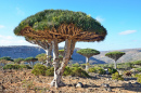 Dragon Trees, Socotra Island, Yemen