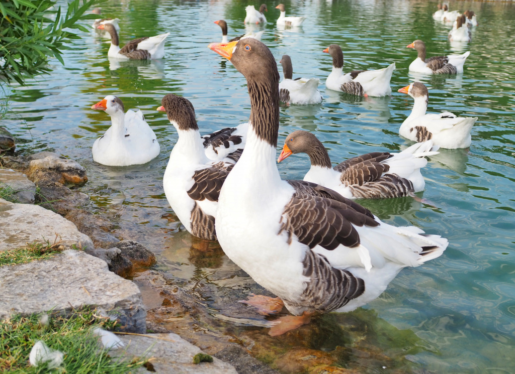 Geese jigsaw puzzle in Animaux puzzles on TheJigsawPuzzles.com