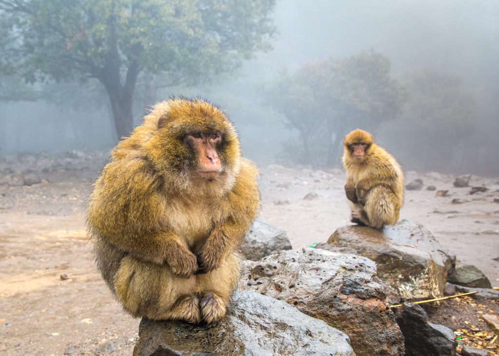Barbary Macaque Monkeys in Morocco jigsaw puzzle in Animaux puzzles on TheJigsawPuzzles.com