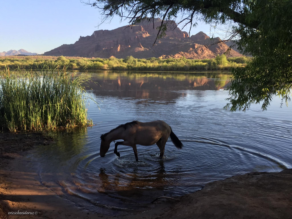 Horse in river jigsaw puzzle in BARBARA J HITE puzzles on TheJigsawPuzzles.com