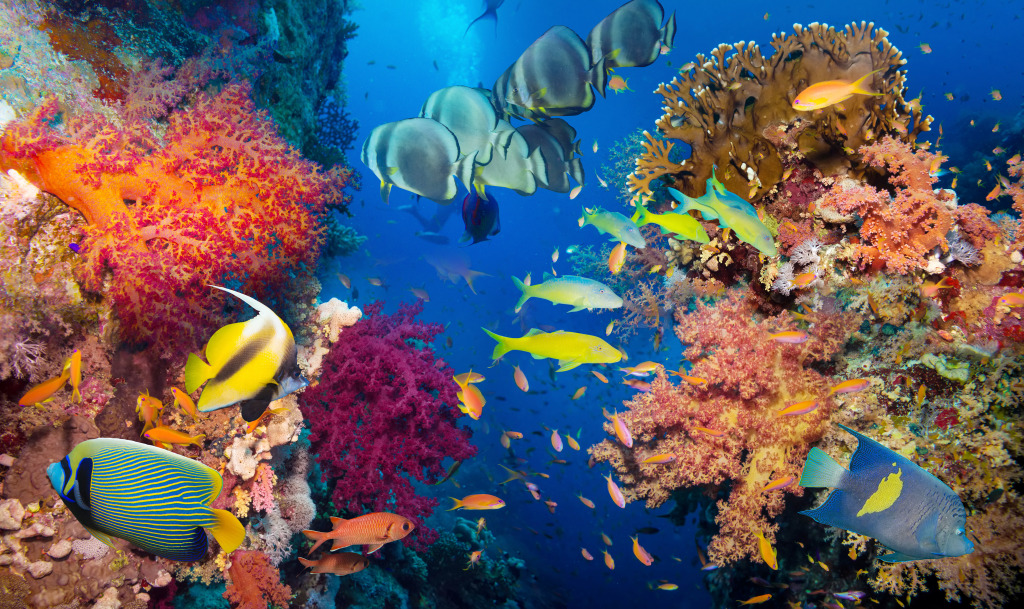 Coral and Fish in the Red Sea, Egypt jigsaw puzzle in Sous les mers puzzles on TheJigsawPuzzles.com