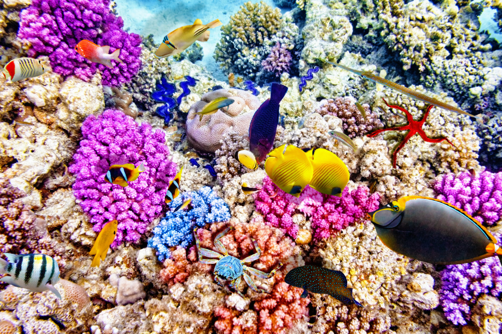 Wonderful Underwater World jigsaw puzzle in Unter dem Meer puzzles on TheJigsawPuzzles.com