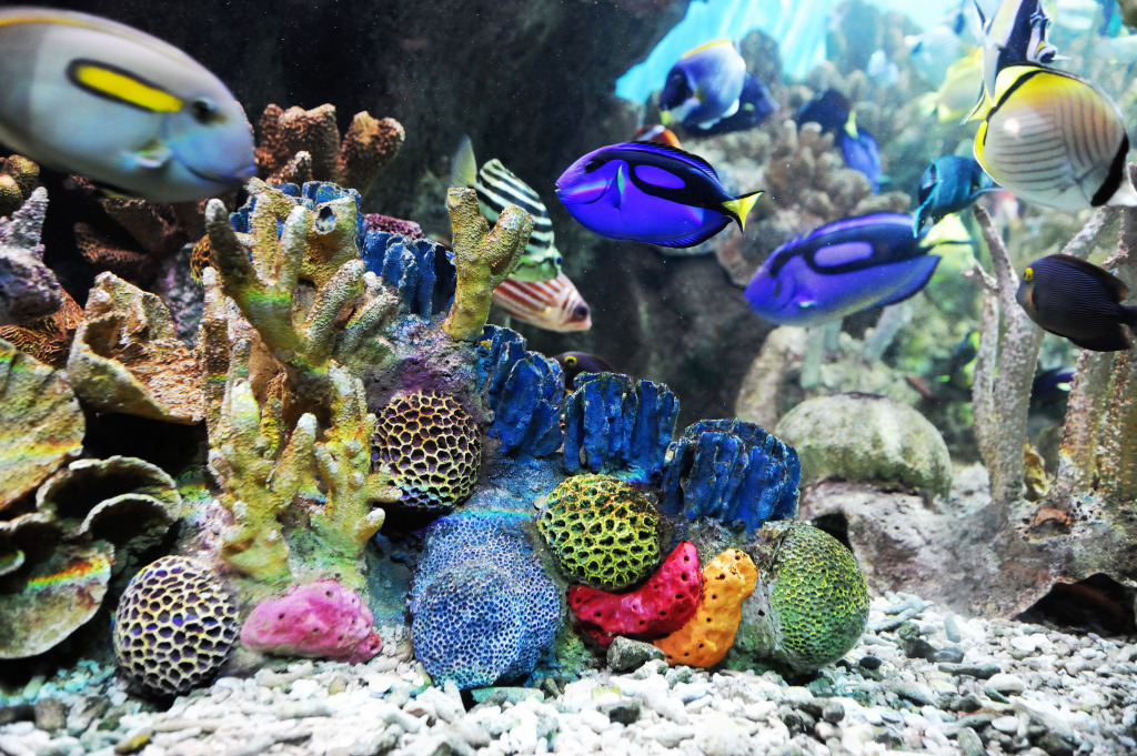 Colorful Coral Reef jigsaw puzzle in Sous les mers puzzles on TheJigsawPuzzles.com