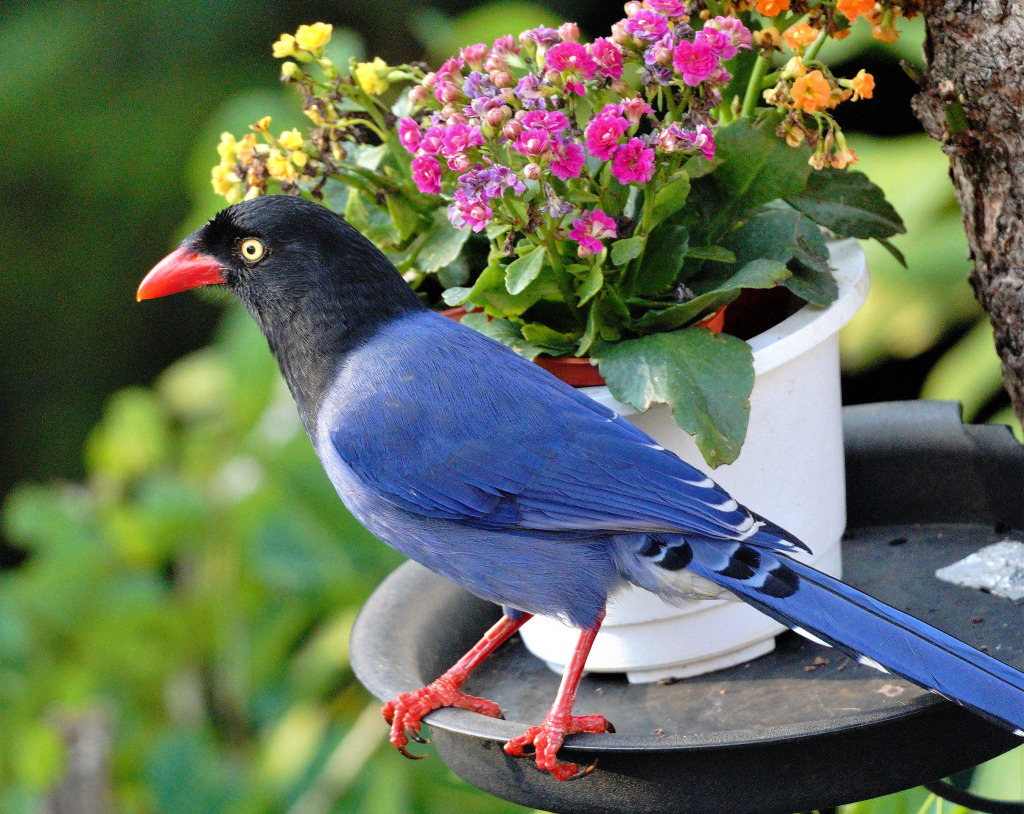 Taiwanese Blue Magpie jigsaw puzzle in Animals puzzles on TheJigsawPuzzles.com