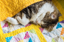 Tabby Cat Wrapped up in Quilt Cover
