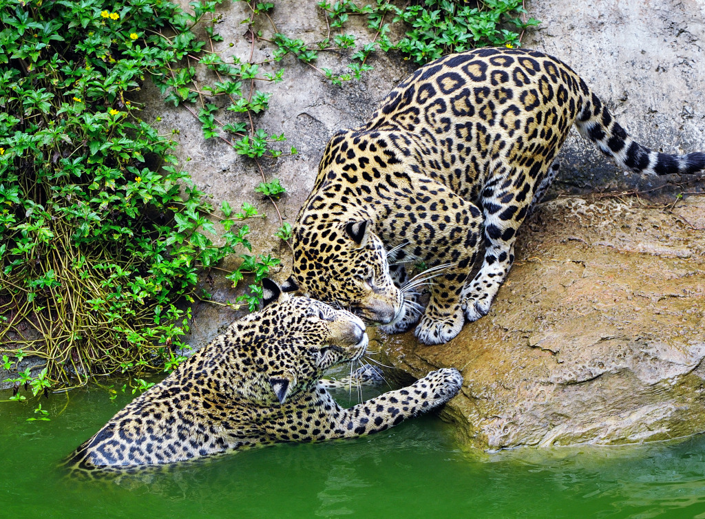 Des jaguars qui s'amusent dans un étang jigsaw puzzle in Animaux puzzles on TheJigsawPuzzles.com
